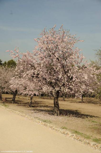 Almendros en flor 0472